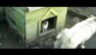 video Köpeğin kulübesini gaspeden kedi