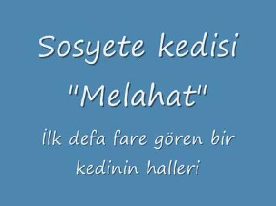 Sosyete kedisi melahat
