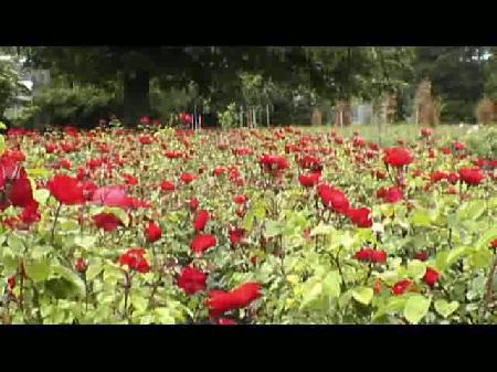 Mehmet Erarabacı-Ağla Gülüm